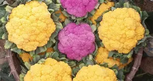 color-cauliflower-