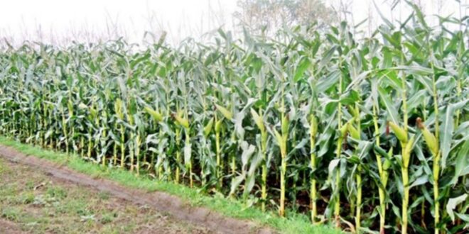 MAIZE======